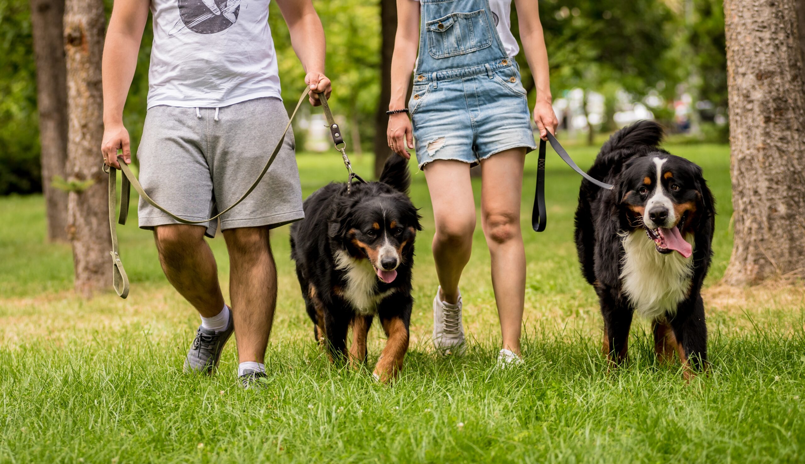 Social Walk - Hundebegegnungen